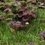 winter chanterelle