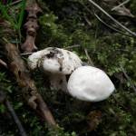 St George's Mushroom (Calocybe Gambosa)