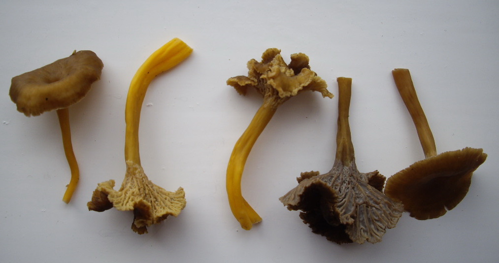 More opportunities to try our delicious wild Winter Chanterelle
