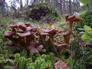 Winter Chanterelles in a Swedish forest