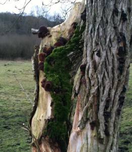 Jelly or Jew's Ear (Auricularia auricula-judae)