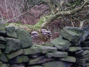 Peak District Oyster Mushrooms    