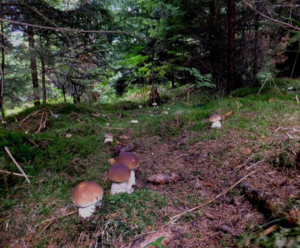 Porcini (boletus edulis)