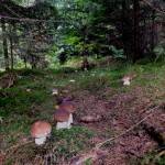 Porcini (boletus edulis)