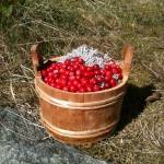 lovely tart lingonberries, perfect as a sauce with mushroom burgers and mash!