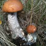 Orange Birch Bolete