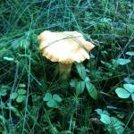 A perfect chanterelle