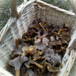 A basket of fresh winter chanterelles