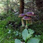 Boletus Edulis,West Sweden, nibbled by deer!