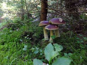 Boletus Edulis,West Sweden, nibbled by deer!