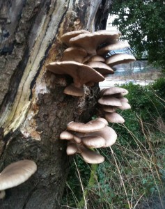 Oyster mushrooms(Pleurotus ostreatus)