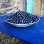 Bilberry harvest