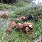 Boletus luridiformis (Scarlatina Bolete) 2014