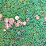 suillus luteus (Slippery Jack) 2014