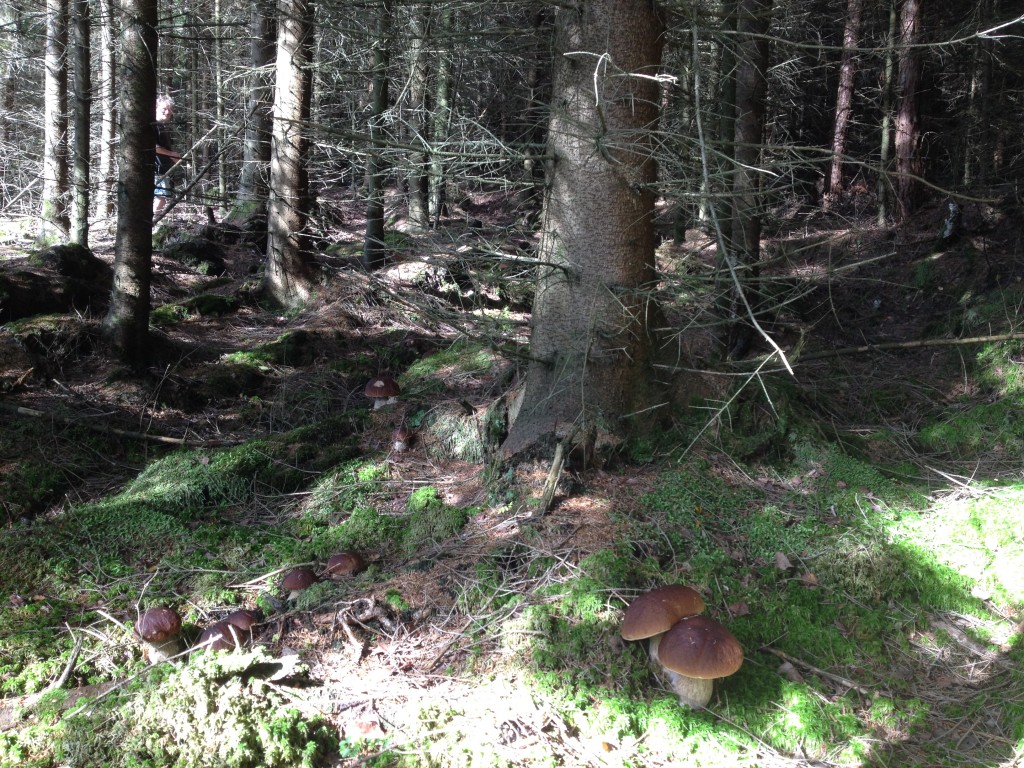 Porcini paradise, West Sweden August 2014