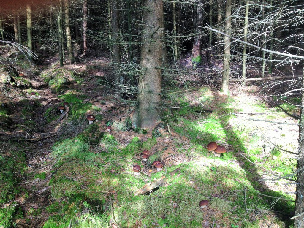 The king of the forest