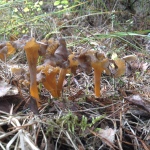 Cantharellus tubaeformis