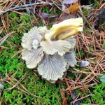 Winter Chanterelle underside