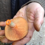 Saffron milk cap