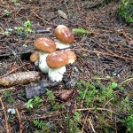 Porcini in West Sweden