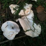 Hedgehog mushrooms Hydnum repandum