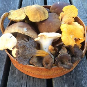 Wild mushroom harvest 2016