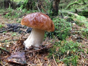 Porcini or Penny Bun (Boletus edulis)        