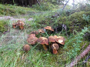 Scarlatina bolete        