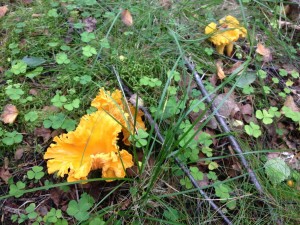 Chanterelle or kantarell in Swedish      