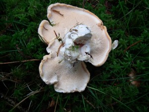 Hedgehog mushroom underside        