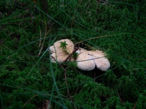 Hedgehog mushrooms (Hydnum repandum)     
