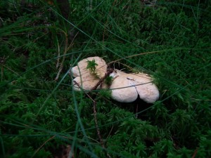 Hedgehog mushrooms (Hydnum repandum)     