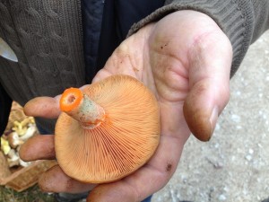 Saffron Milkcap (Lactarius deliciosus)      