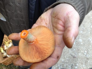 Saffron Milkcap (Lactarius deliciosus)      