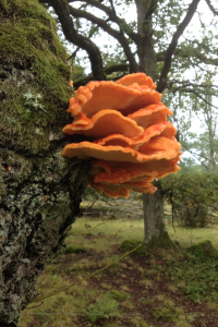 Chicken of the woods (Laetiporous sulphureous)     