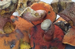 Scarlatina bolete (Neoboletus luridiformis)        