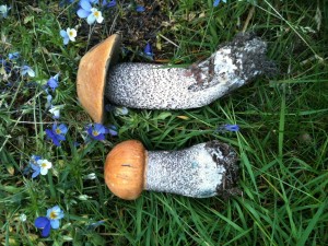 Orange birch bolete showing the flecks on the stem       