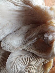 Underside of oyster mushrooms      