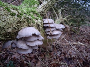 Oyster mushrooms in January      