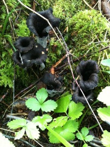 Horn of Plenty (Craterellus cornucopioides)      