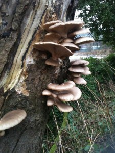 Oyster mushrooms (Pleurotus ostreatus)    