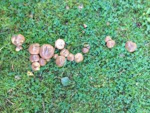 Slippery Jack (Suillus luteus)      