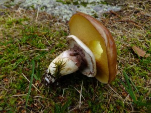 Underside of Slippery Jack showing the buttery coloured sponge    