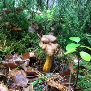 Winter chanterelle in West Sweden