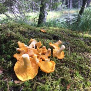 Chanterelles (cantharellus cibarius)