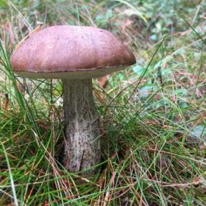 Birch bolete (leccinum scabrum)