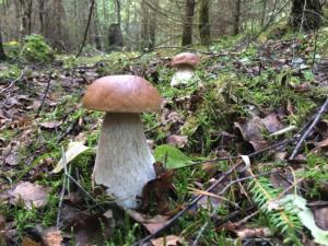 Porcini (Boletus edulis)