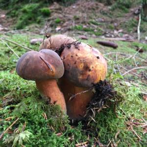 Scarlatina bolete