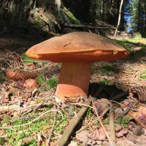 Scarlatina bolete