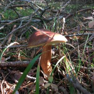 Bay bolete or brunsopp in Swedish